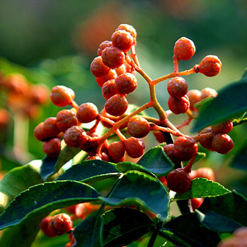 花椒苗树无刺当年结果盆栽地栽食用四川汉源嫁接大红袍花椒树苗20年苗