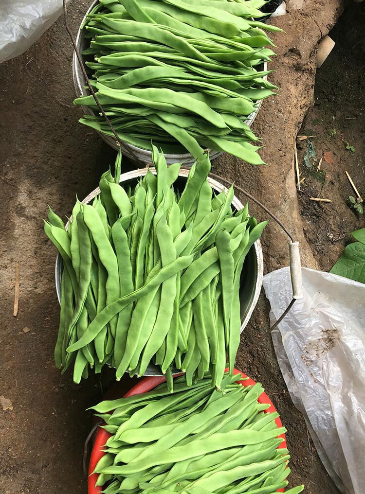 圣冠芸豆种子超宽绿油豆扁豆四季豆种籽架豆菜豆豆角种孑春季四季 250