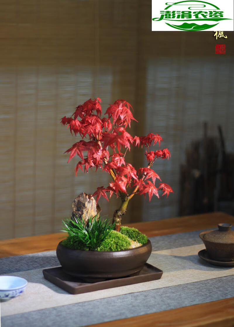 日本红枫红叶苔藓禅意中式山水茶桌面盆景日式盆栽阳台售楼处绿植 鱼