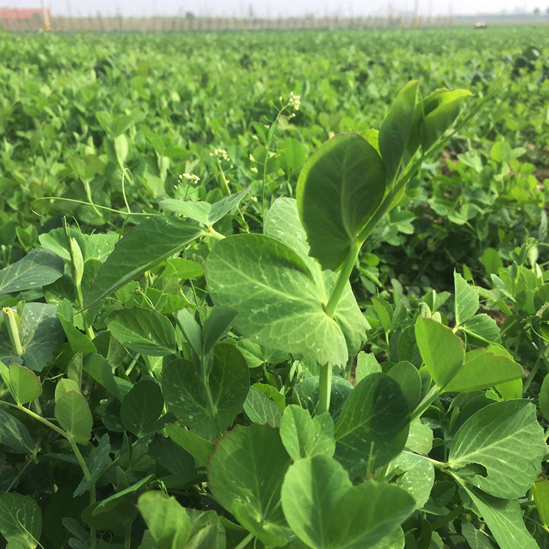 农家新鲜露天豌豆尖豌豆苗时令蔬菜龙须菜煮汤下火锅豌豆叶豌豆头 3斤