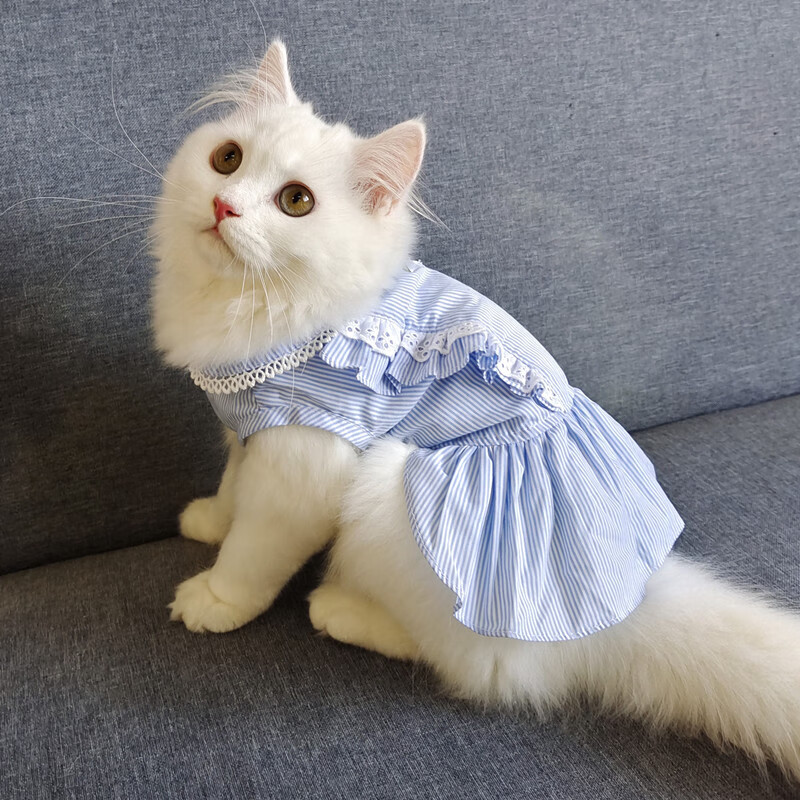 猫咪衣服薄款夏季防掉毛布偶猫蓝猫幼猫裙子夏天宠物猫猫小猫背心
