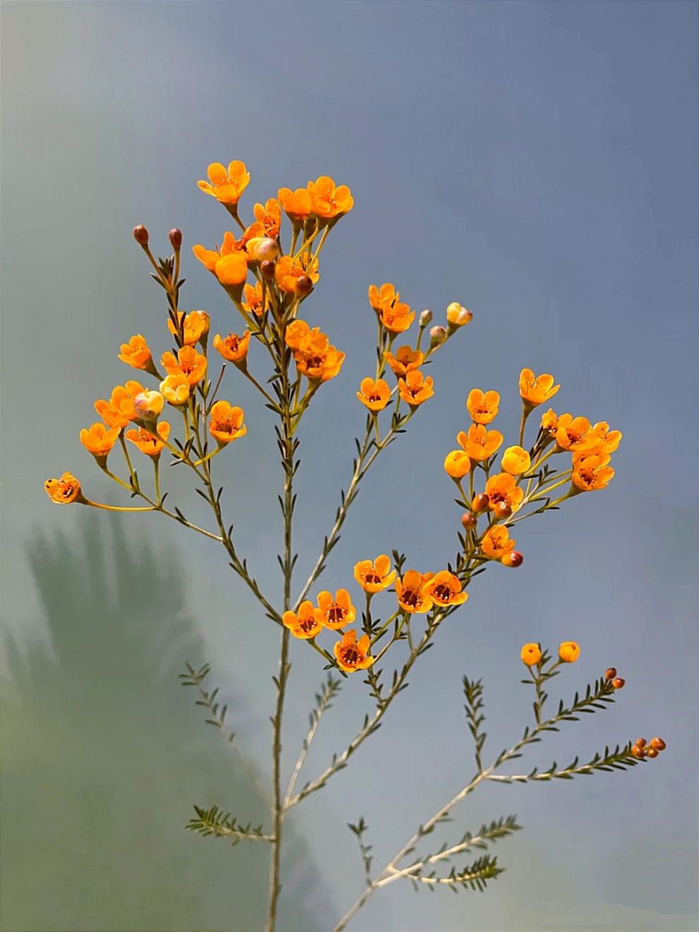 腊梅鲜切花春节年宵花喜庆室内水养瓶插红色澳梅花 红色一束 吸色