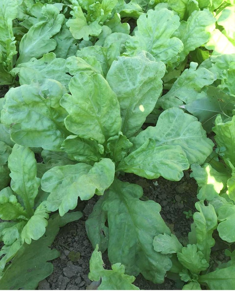 农之子大叶茼蒿种子皇帝菜小中叶菜籽蔬菜种子满香光杆茼蒿种子50g