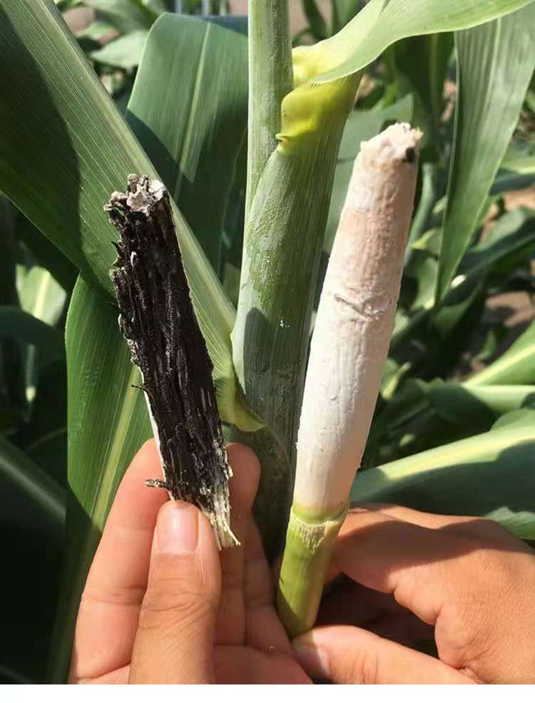 东北特产高粱乌米新鲜乌米农家蔬菜乌咪酱二茬小乌米1斤鲜中乌米带皮