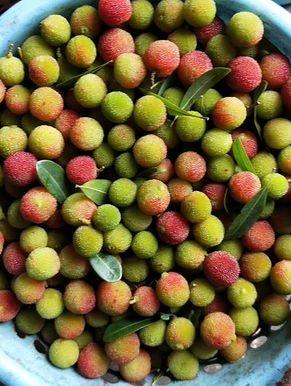 新鲜青杨梅泡酒现摘现发广东潮阳金灶野土杨梅酸水果小青红熟速摘 2斤