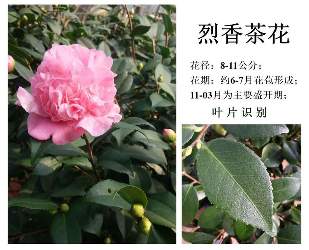 茶花盆栽茶花盆栽红色茶花苗六角大红赤丹茶花苗春节开花盆栽室内耐寒