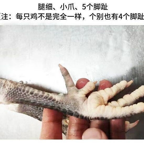 正宗两年散养黑脚老母鸡鸡土草鸡2只共5斤以上黑脚黄油鸡纯粮喂养黑脚