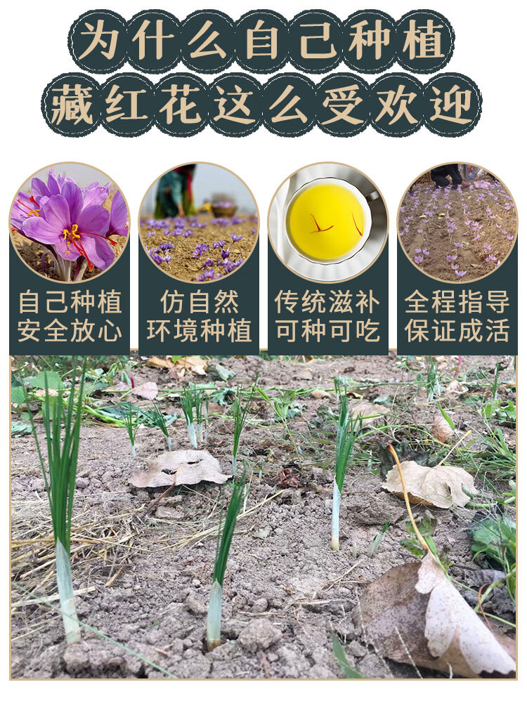 藏红花花苗 藏红花种球大球种子易种室内阳台观花苗番红花盆栽种子