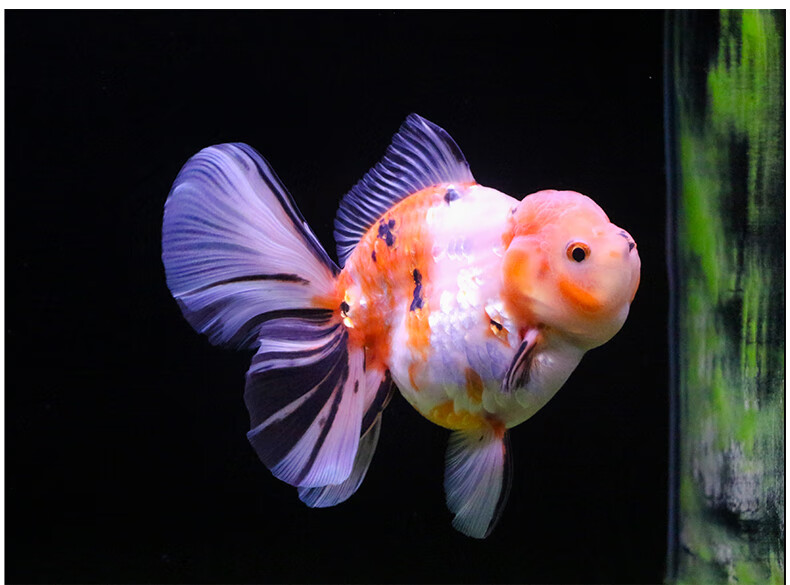 族萃进口百褶裙精品泰狮f1金鱼活体观赏鱼原泰冷水新手活鱼渔场进口