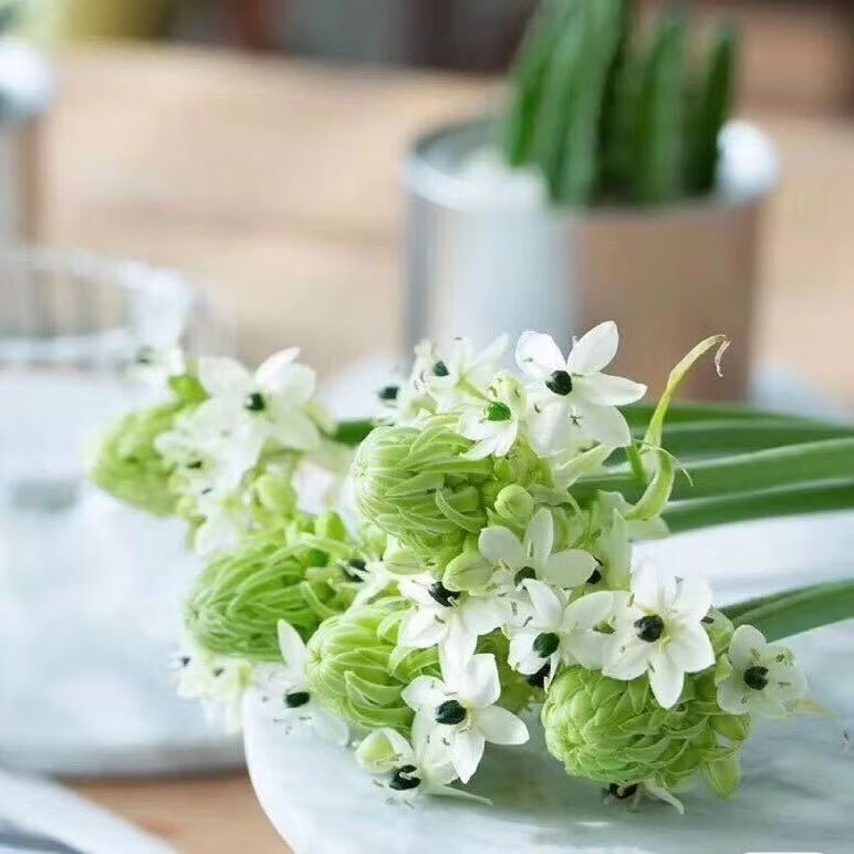 恒伯利亚之星天鹅绒鲜切花新鲜水养配花家用办公云南基地直发 40-50cm