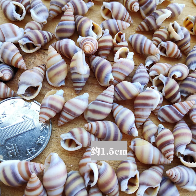 良米兮称斤天然小海螺贝壳海星米螺白米螺diy手工材料装饰鱼缸地台装