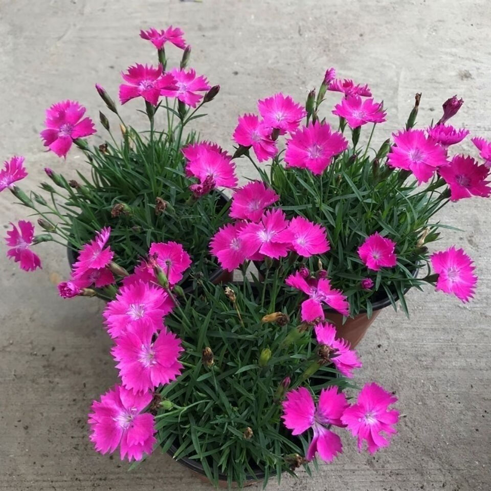 欧石竹初吻粉贝花卉盆栽花苗耐寒地被绿植庭院草坪四季开花带花苞营养
