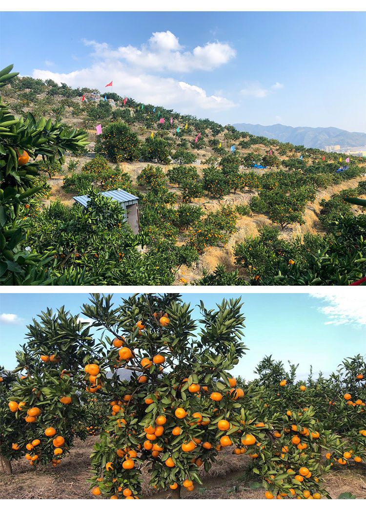 浙江临海涌泉蜜桔 黄岩蜜橘台州特产无核薄皮蜜桔子 新鲜水果礼盒10斤