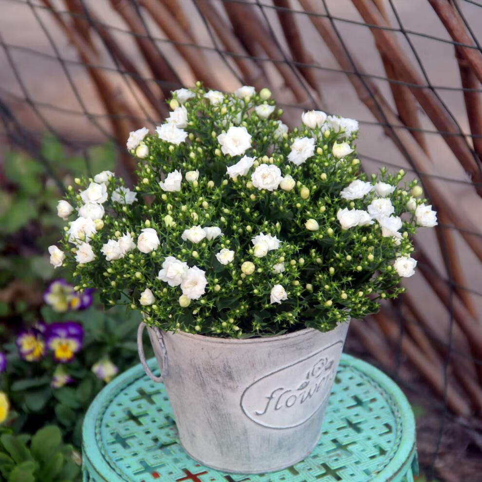 风铃 白色重瓣风铃花 四季开花盆栽 易养活室内阳台带花 丹麦风铃白色