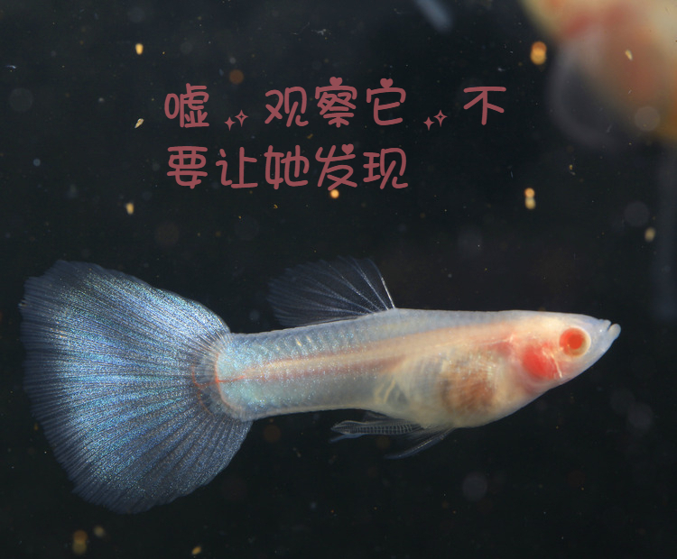 zxc玻璃体孔雀鱼超白大c蓝白水晶玻璃猫透明体活体纯种凤尾鱼观赏鱼