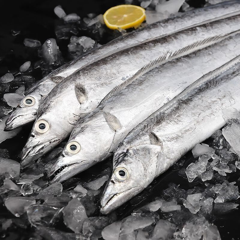 舟山大带鱼净重无冰东海带鱼新鲜鲜活刀鱼海鲜水产鲜活单条1斤以上无