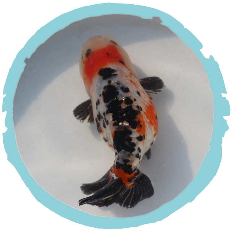 泽驭名宠(zeyu mingchong)奶牛水墨兰寿金鱼活鱼冷水观赏鱼苗五花寿