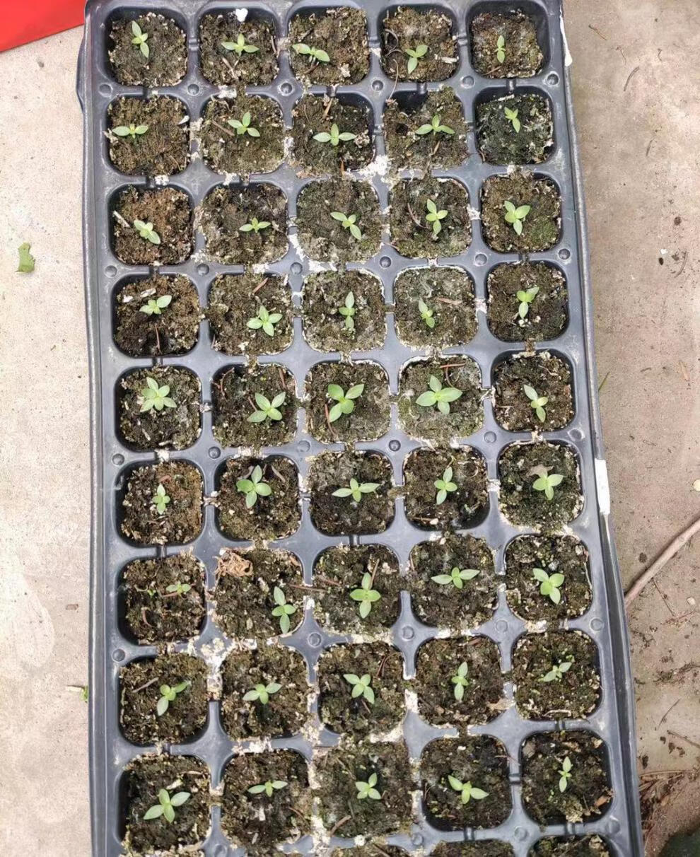 洋桔梗种子四季种花苗室内外庭院易活四季开花植物盆栽花卉种籽子紫洋