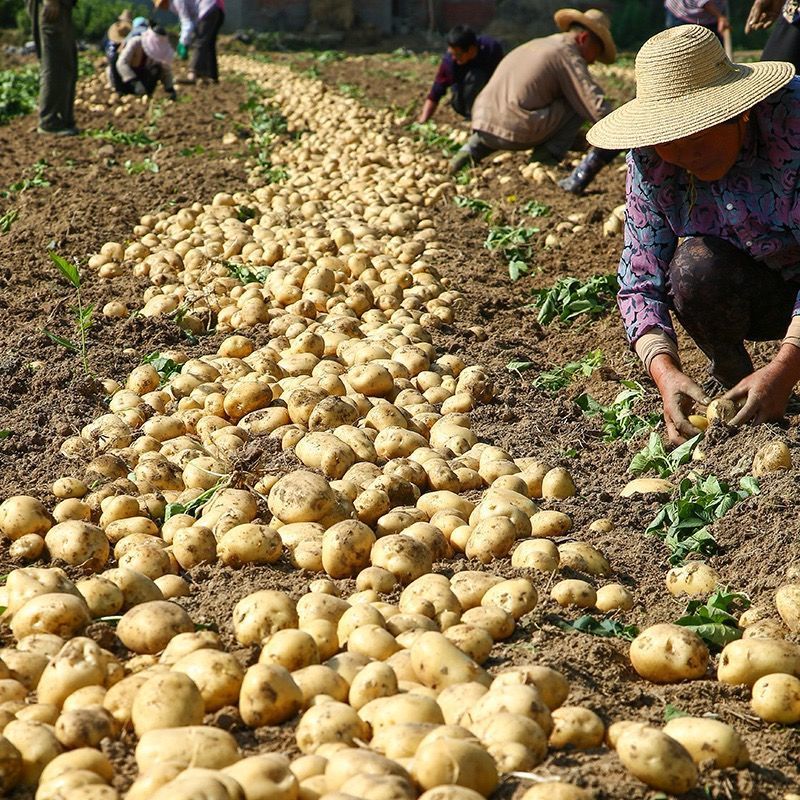 贵州特产土豆农家自种威宁黄心洋芋小土豆现挖现发52f10斤 10斤(净重9