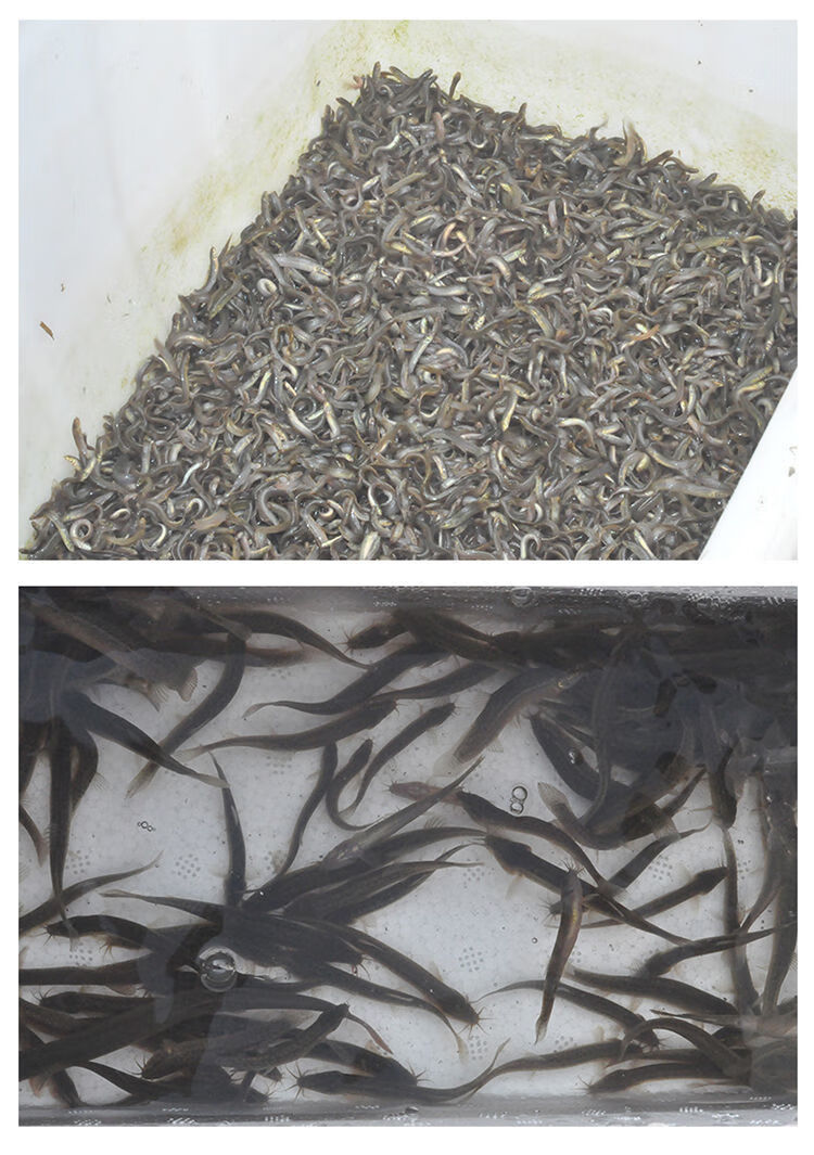 小泥鳅苗本地青鳅东北金鳅鲜活筏钓养殖淡水乌龟龙鱼饲料23厘米1000条