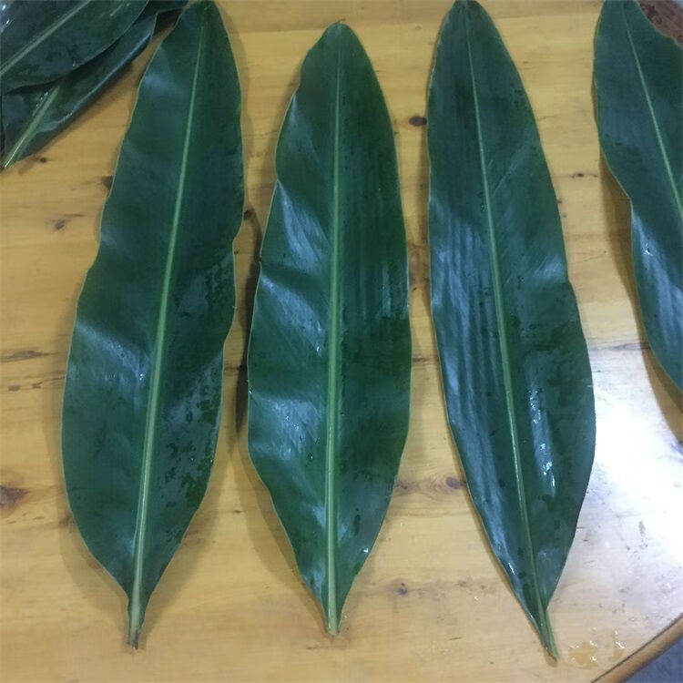 四川宜宾猪儿粑叶子新鲜叶儿粑叶叶材料做鸭儿粑叶叶良姜叶野生叶儿粑