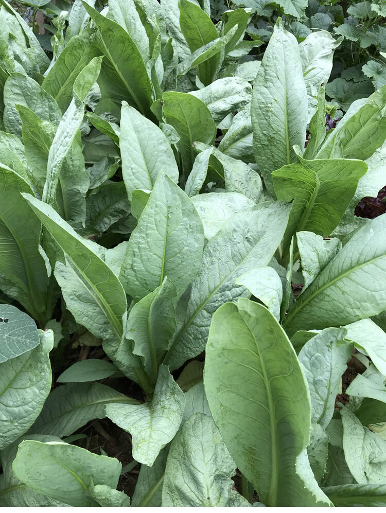 正宗高州甜唛菜种子甜麦菜种籽苦麦菜种唛菜籽高州唛菜特色软嫩爽