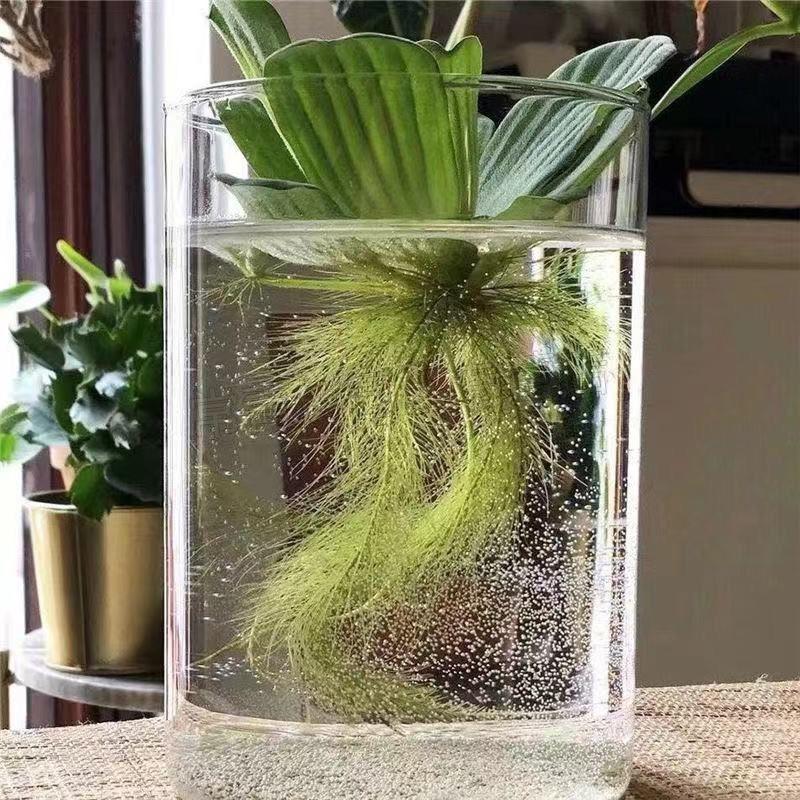 水葫芦水养植物水芙蓉莲水培植物净化水质养龟鱼缸庭院水池阳台活体