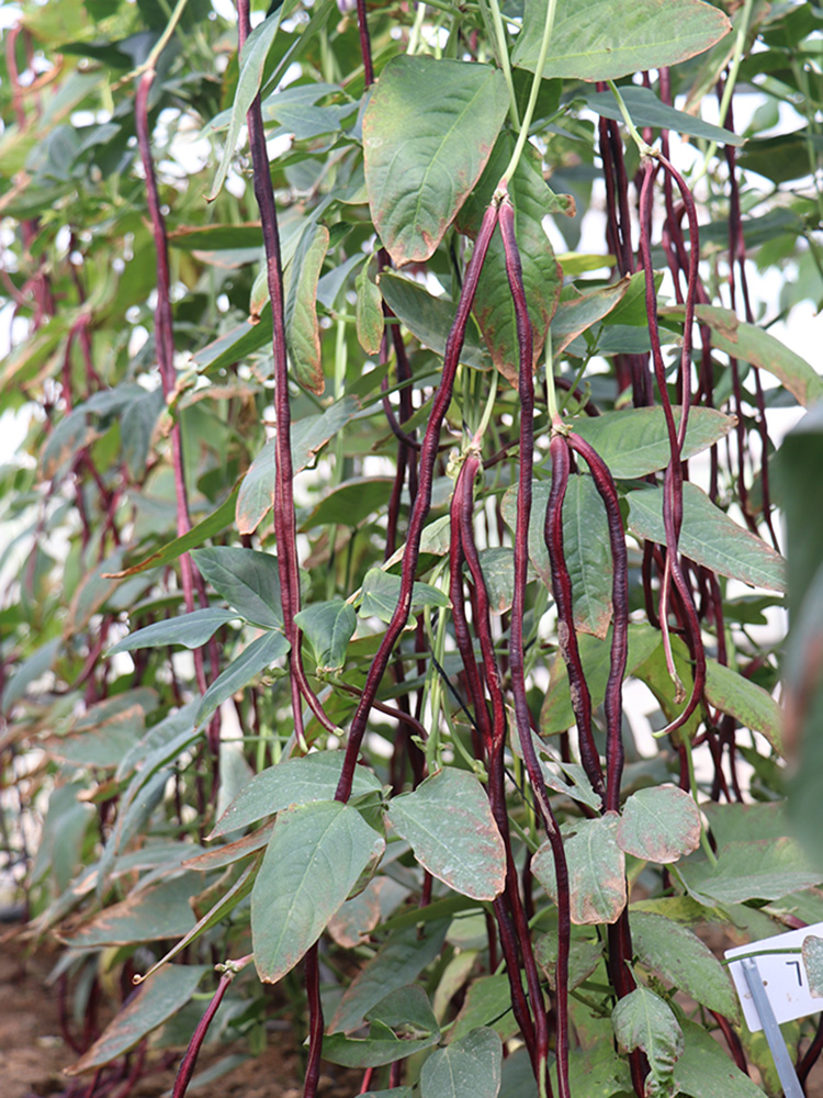 博卉特长春秋红豇豆种籽种子紫红长豆角高产早熟春夏季秋季四季蔬菜孑