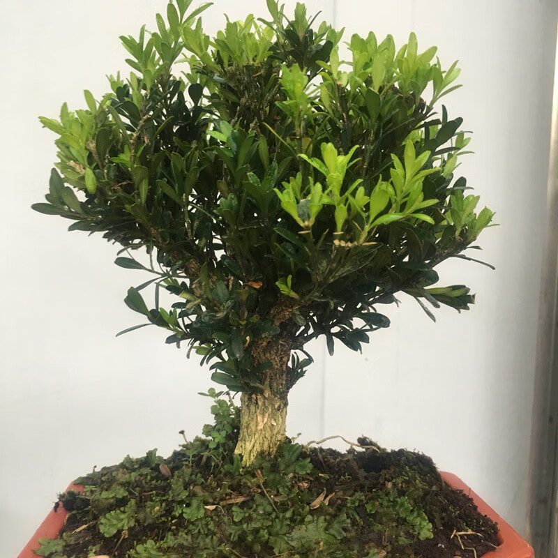 实拍小叶雀舌黄杨粗杆盆景珍珠黄杨 米叶黄杨 皱皮黄绿植四季常青