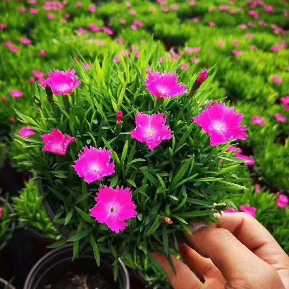 欧石竹花苗石竹花带花苞室外花卉易活耐寒植物庭院花期长好养的花 欧
