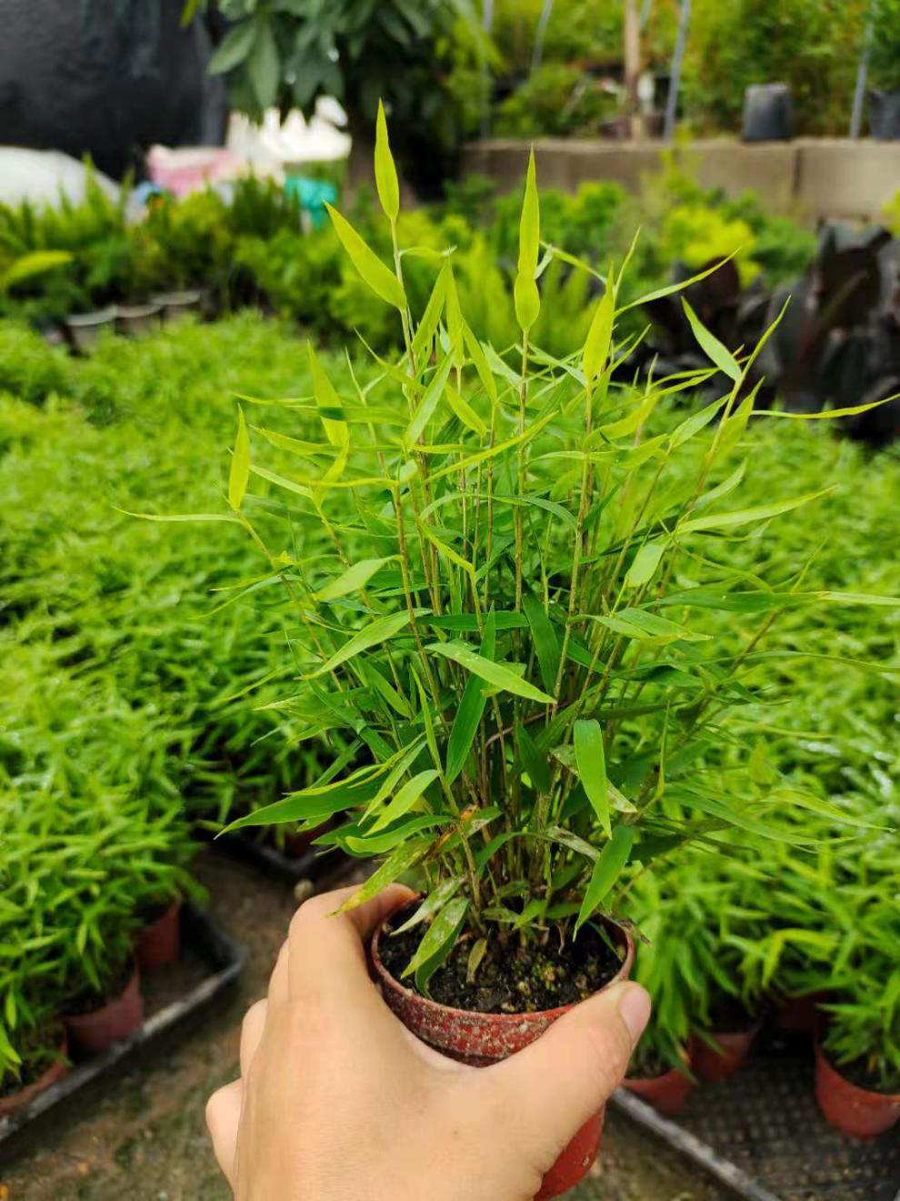 竹类盆栽竹子苗姬翠竹盆景盆栽耐寒文玩竹子米竹盆栽驱蚊竹室内外盆栽