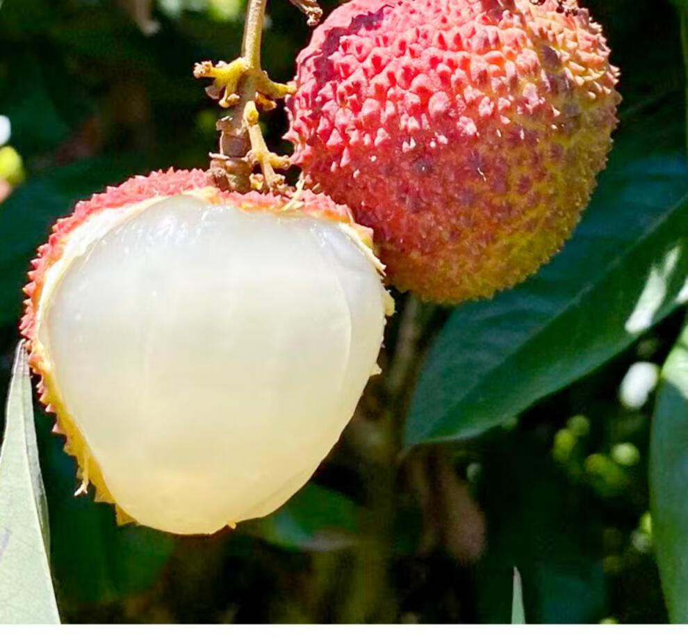 春光岛顺丰空运头茬海南荔枝新鲜5斤早熟桂花香现摘现发孕妇水果整箱