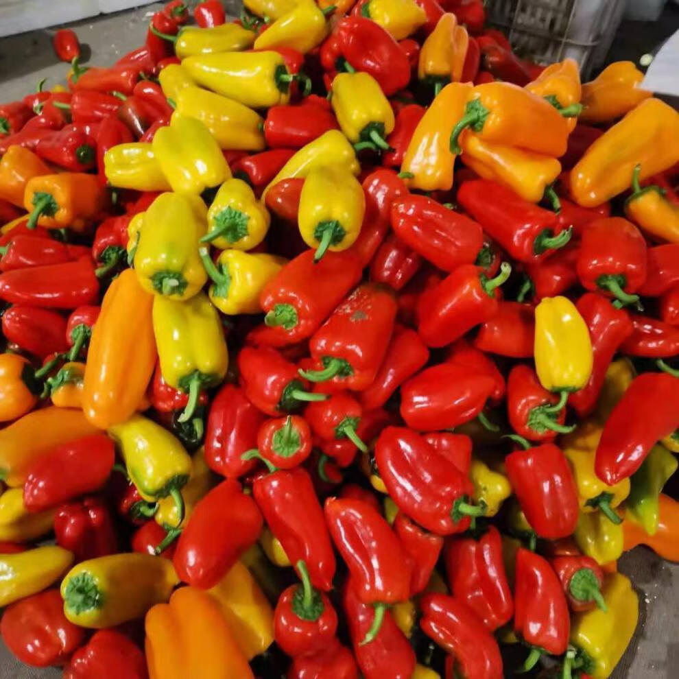 山东新鲜五彩迷你水果甜椒生吃小彩椒沙拉蔬菜广纳力驰精选迷你水果椒