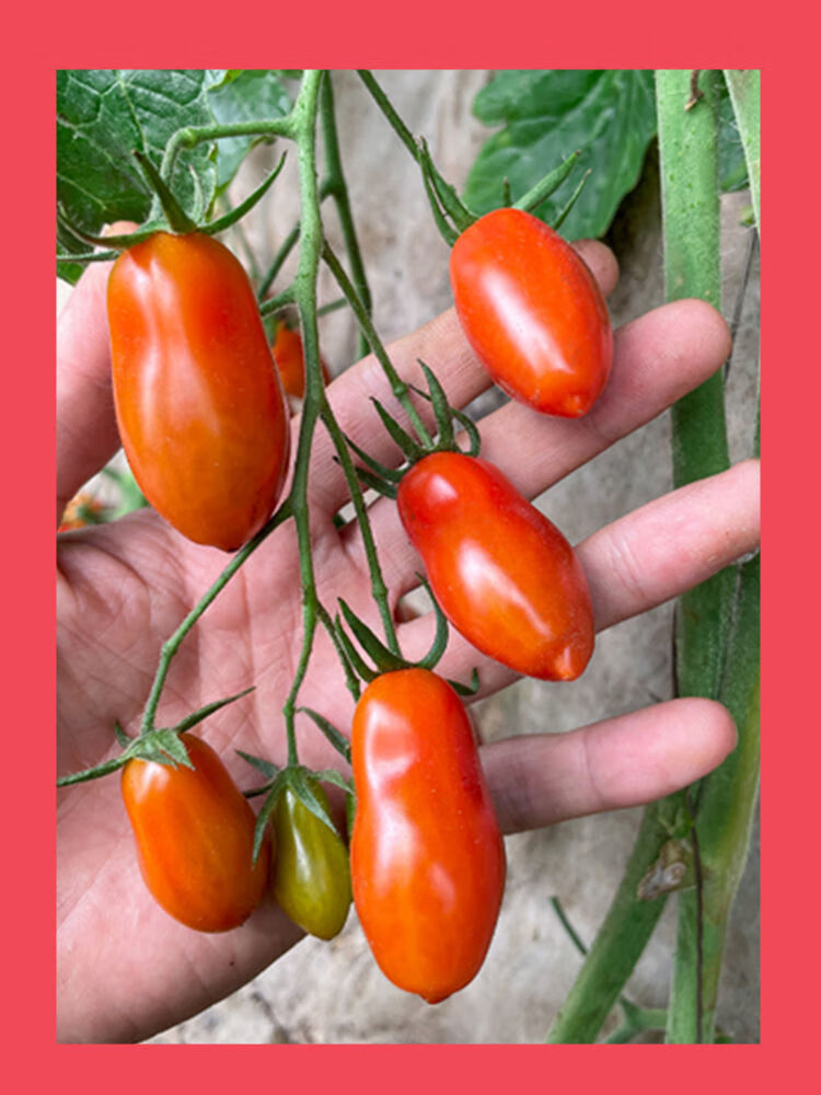 顺丰【1斤装】 【正宗409花生柿子】【图片 价格 品牌 报价】-京东