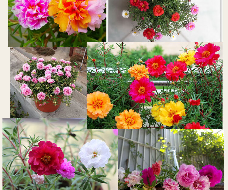 重瓣太阳花种子四季播种松叶牡丹易活开花不断室内阳台盆栽花卉籽重瓣