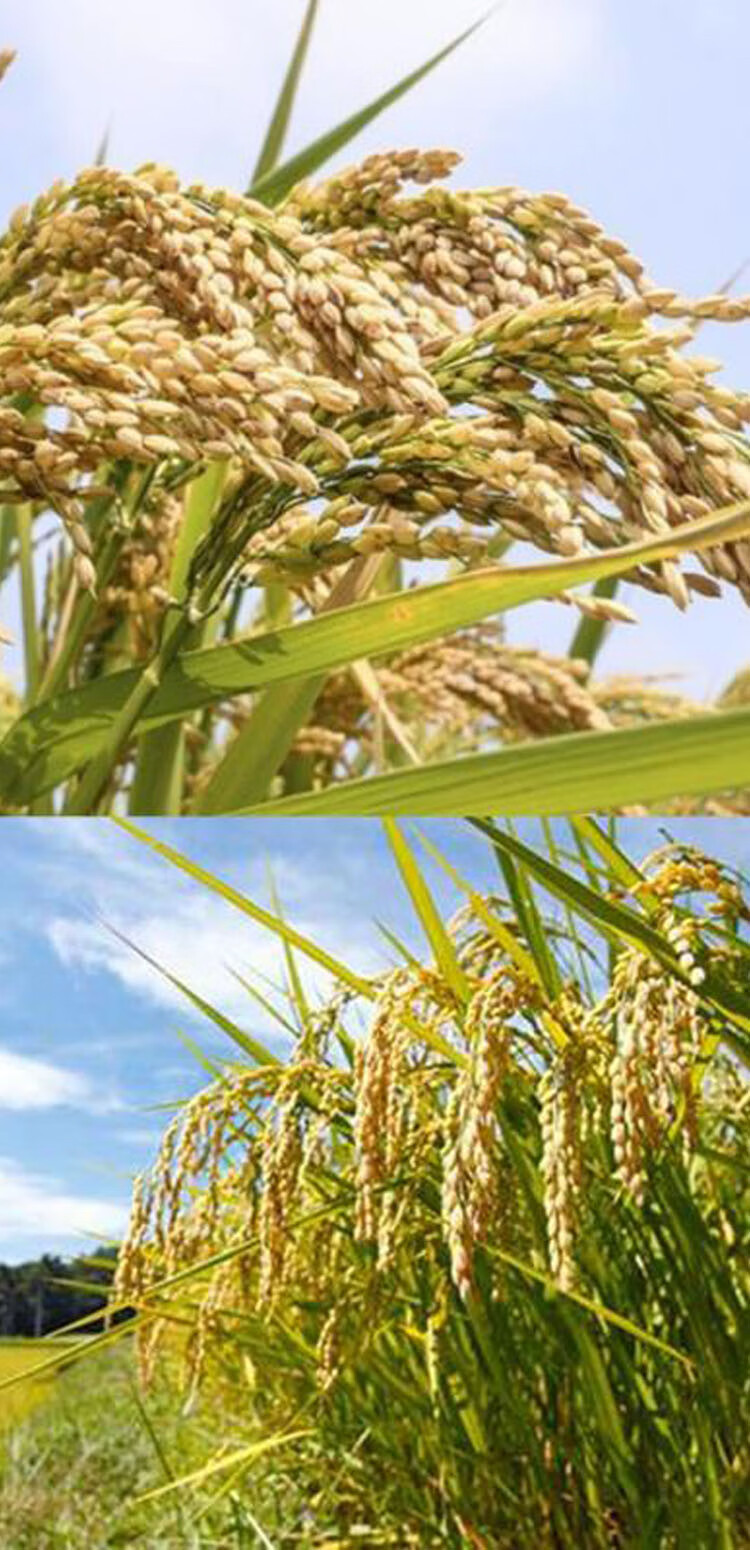 高产旱稻种子黑旱稻香米种籽稻种抗旱抗病生长期短珍珠米高产抗倒 临1