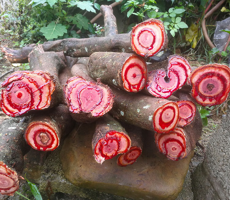 筱木屋 广西纯野生新鲜鸡血藤特级老藤大藤原藤中药材切片泡酒500克