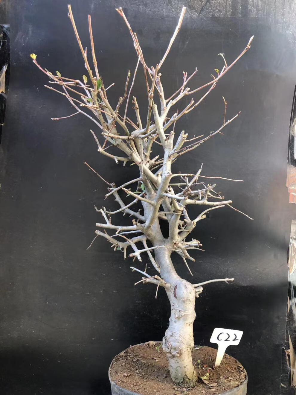 垂丝海棠植物室内好养植物老桩花卉树苗盆栽海棠盆景花卉盆栽红色 8年