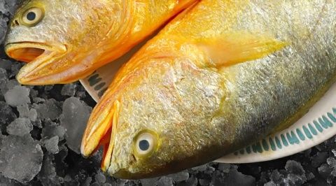 黃花魚每條1斤左右條黃魚新鮮海捕鮮活海鮮水產冷凍超大深海魚每條12