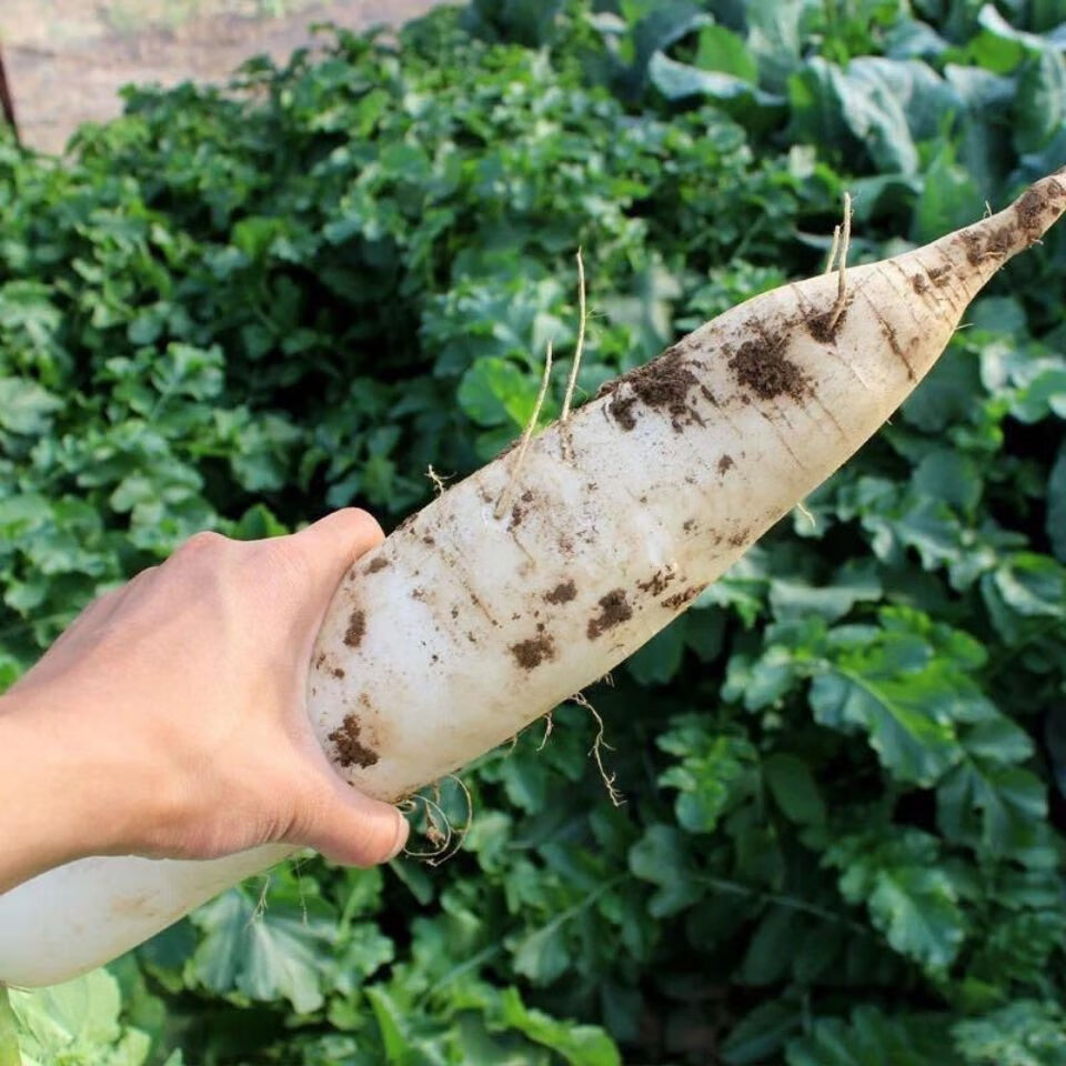 新鲜白大萝卜新鲜蔬菜高山白萝卜农村自种水分充足可炖肉9斤白萝卜