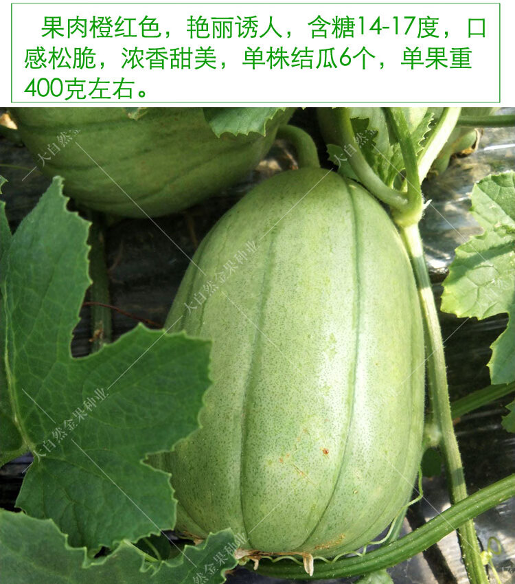 蛤蟆酥甜瓜(原包装约200粒)【图片 价格 品牌 报价】-京东