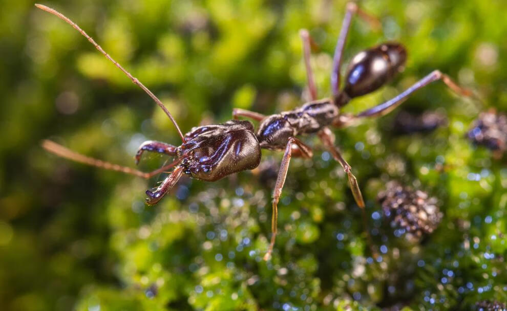 山大齿猛蚁蚂蚁宠物凶猛的蚂蚁蚂蚁工坊大蚂蚁活体攻击速度快 1后50工