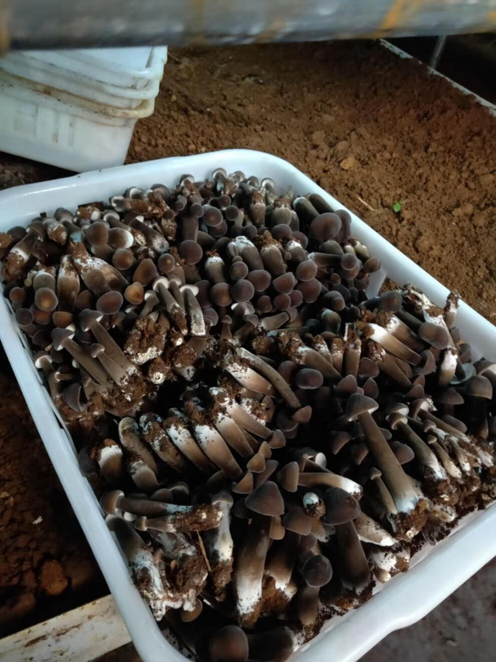 鸡枞菌 多规格 新鲜黑皮鸡枞菌 蘑菇 营养 健康 绿色无公害火锅食材