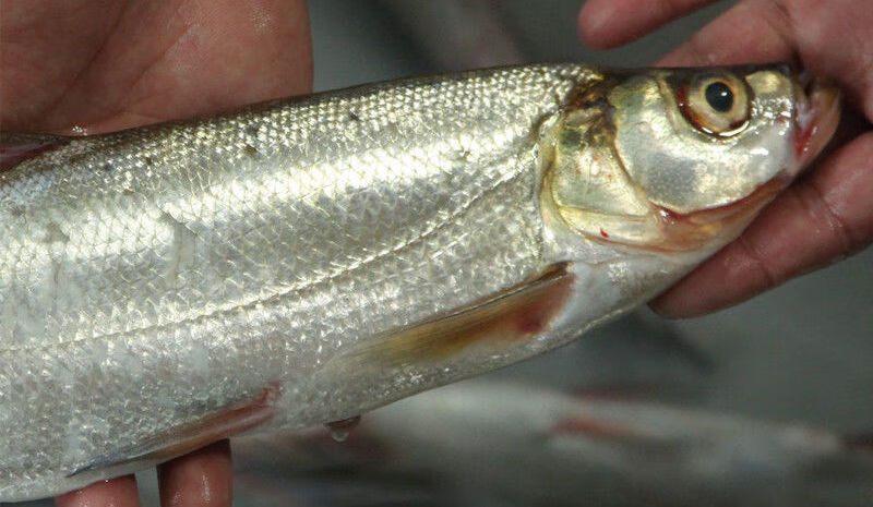 苏州三白特产白鱼活鱼开背白丝鱼清蒸白鱼翘嘴大白刁750克左右1条去鳞