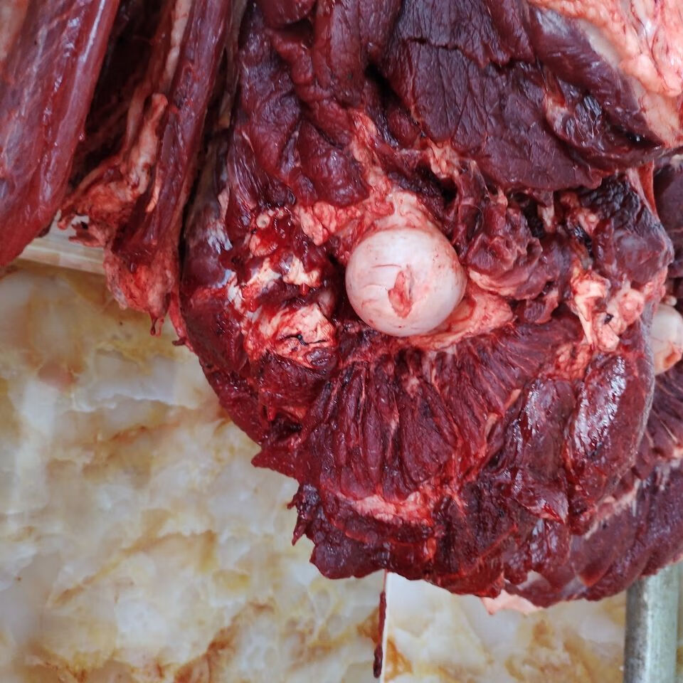 骆驼肉新鲜 【5斤装】新鲜骆驼肉内蒙古牧区自家散养现杀骆驼肉 2500g