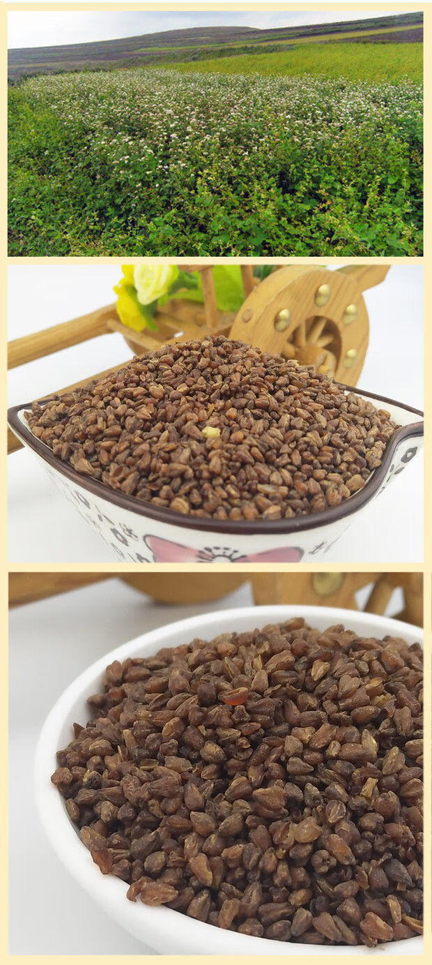 苦荞香茶内蒙古特产全胚芽黑苦荞茶500g桶麦力士焙香型苦荞麦茶黑苦荞