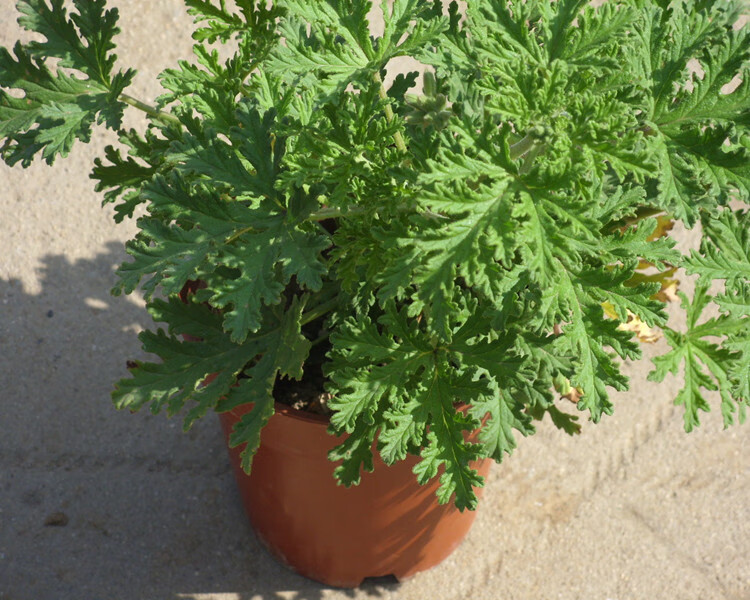 一名花匠一名花匠 盆栽驱蚊草神奇驱蚊草 盆栽驱蚊草苗驱蚊草 室内