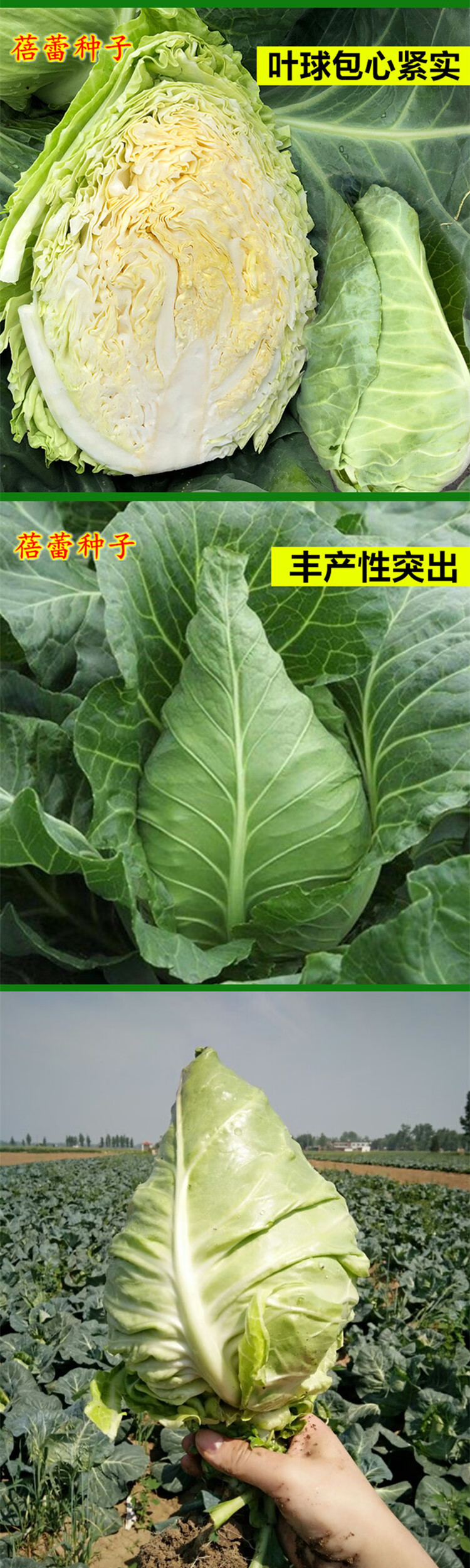 牛心甘蓝种子高产春丰甘蓝种籽卷心白菜秋冬季播大田蔬菜种孑 牛心
