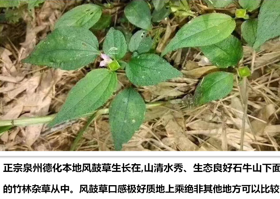 2021年福建风柜斗草干品半斤风鼓草风谷草楮头红250g【图片 价格 品牌