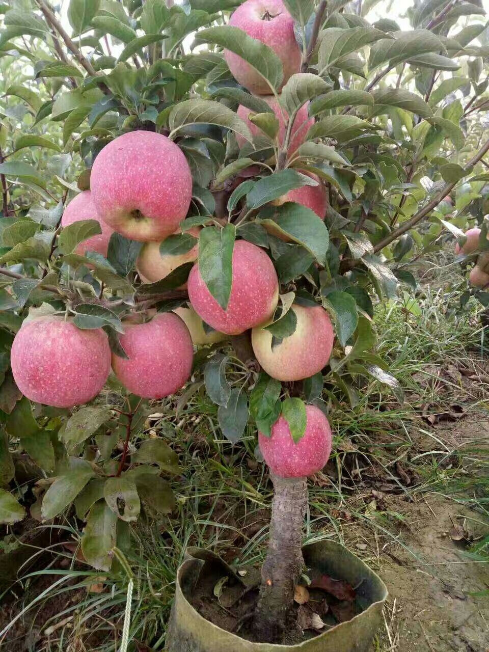 千颂园 矮化苹果树盆栽地栽带果嫁接南北方种植黑钻盆景树桩苗当年